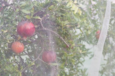 Nar (Punica granatum) meyveleri için kuş koruma ağı, kuşların ve böceklerin meyvelere zarar vermesini önlüyor