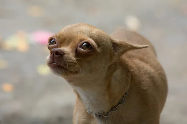 Vietnam Lat Şehrindeki Komik Vietnamlı Köpek — Stok fotoğraf