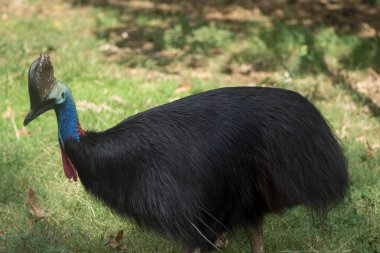 Bir Güney Cassowary 'nin (Casuarius casuarius) tam vücut çekimi, çift gagalı cassowary olarak bilinen, çimlerin üzerinde duran. 