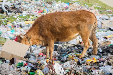 Kahverengi İnek çöp kutusundaki çöpleri yiyor. 