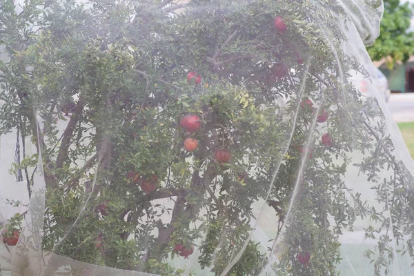 Bird protection net for Pomegranate (Punica granatum) fruits, preventing birds and pests to damage the fruits