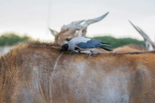 Corvus Kuşu Sıradan Bir Karavanın Sırtından Pireleri Çekiyor — Stok fotoğraf