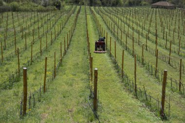 Büyük bir tarlada çimleri biçen bir çiftçi, çim biçme makinesi kullanıyor.