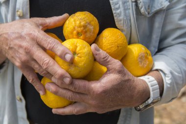 Yetişkin adam, elinde olgun portakallar tutuyordu.