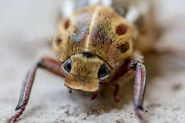 Macro Extreme Close Shot Anoxia Orientalis Beetle — Stock Photo, Image