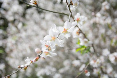 Badem ağacı çiçekleri, Hayfa, İsrail 