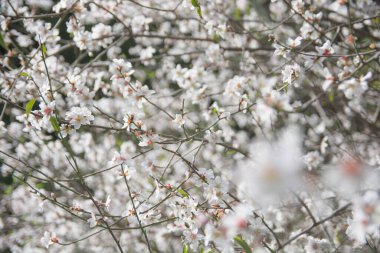 Badem ağacı çiçekleri, Hayfa, İsrail 