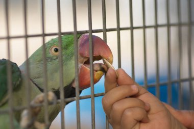 İskenderiye papağanı portresi (Psittacula eupatria), bir çocuğun elinden ayçekirdeği yiyen papağan.