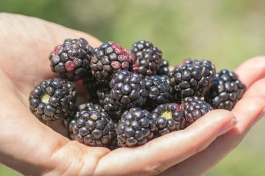El dolusu taze Blackberry meyvesi (Rubus), Golan tepeleri 