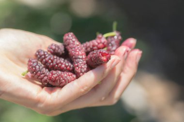El, Long Mulberry olarak da bilinen Tibet dutu (Morus macroura) ile dolu. Golan Tepeleri. 