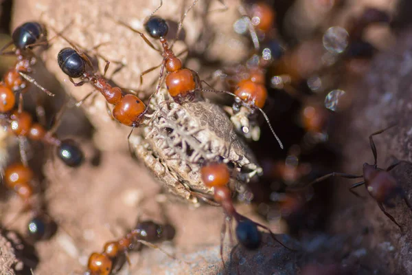 Macro Shot Messor Semirufus Ants Nest Lower Galilee Israel — Stock Photo, Image