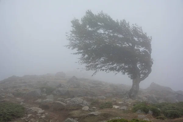 霧の中で一本の木が強い風に立ち向かって — ストック写真