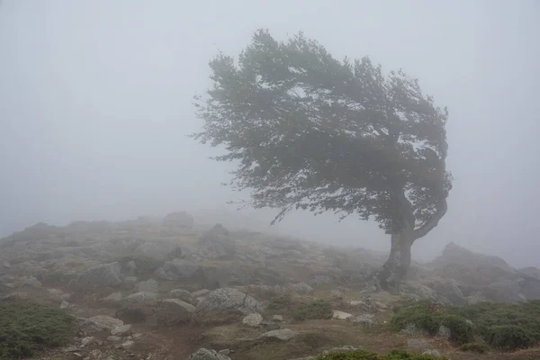 Singolo Albero Nella Nebbia Lottando Contro Forte Vento — Foto Stock