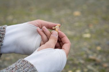 Elleri yarım eldivenli, fıstık kabuğu tutuyor.