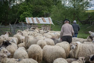 Yaşlı Çoban koyunu Romanya 'nın yanında yürüyor
