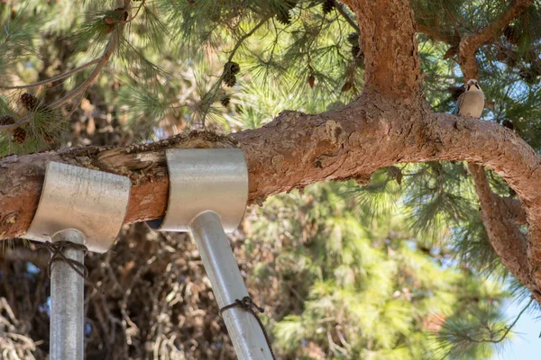 Soporte Árbol Ramas Pino Apoyadas Por Postes Metálicos —  Fotos de Stock