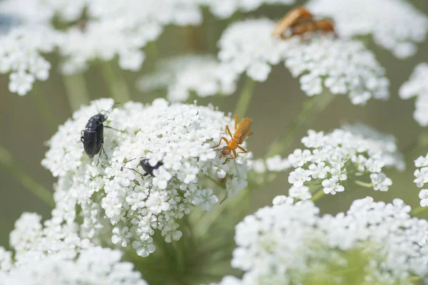 Macro shot of beetles on a Wild Carrot (Daucus carota) flower