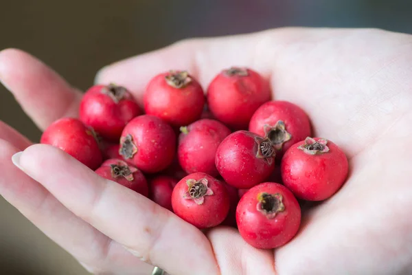 Ruka Plná Červené Scarlet Hawthorn Ovoce Crataegus Coccinea — Stock fotografie
