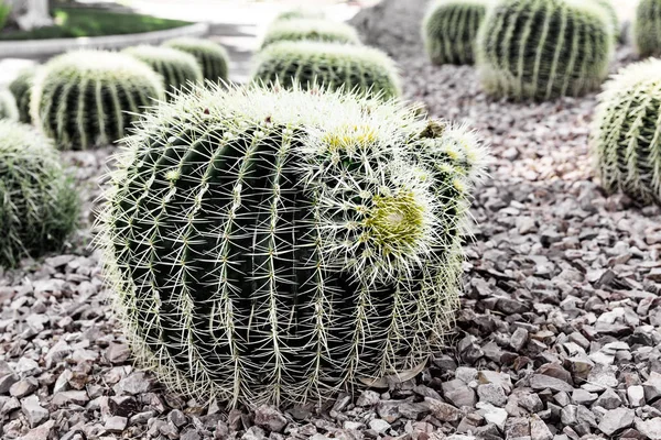 砂漠で春の緑のサボテンの植物のクローズ アップ — ストック写真