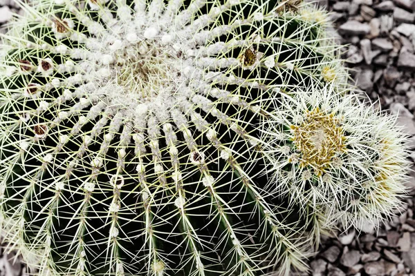 Extreme Closeup Cactus Plant Design Background Texture — Stock Photo, Image