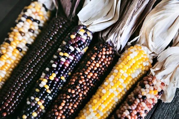 Sonbaharda hasat arka plan, çok renkli taze mısır
