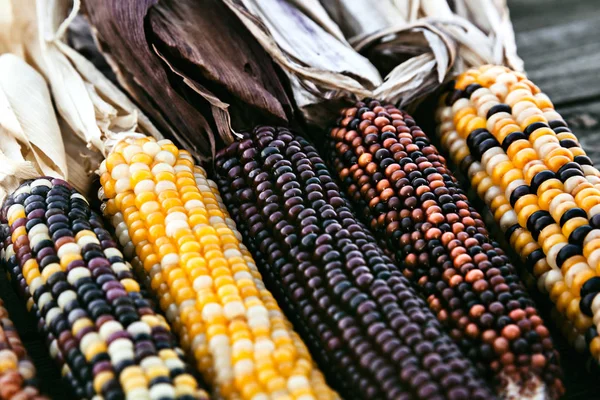 Closeup mısır sapı ile renkli badem, Sonbahar dekorasyonu
