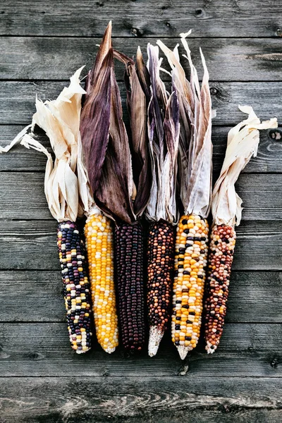 Kurutulmuş çok renkli Mısır, sonbaharda hasat arka plan