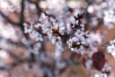 Bir bahar gününde çiçek açan kiraz Doğal arka plan