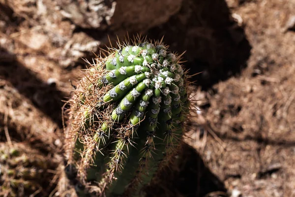 晴れた日の砂漠のサボテン植物のクローズアップ — ストック写真