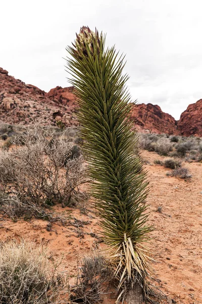 Yucca-Pflanze blüht in der roten Felsschlucht in Nevada, Natur in des — Stockfoto