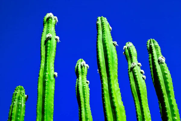 Cacto verde contra um fundo azul céu, estilo de verão para des — Fotografia de Stock