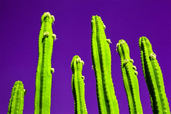 Мода кактуса на фіолетовому фоні, стиль модного неону для — стокове фото