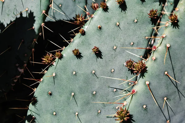 Природний фон Колюча груша кактус вирощування в пустелі, США — стокове фото