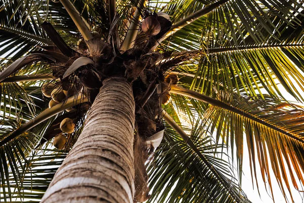 Fundo natural da palmeira, conceito de férias de verão — Fotografia de Stock