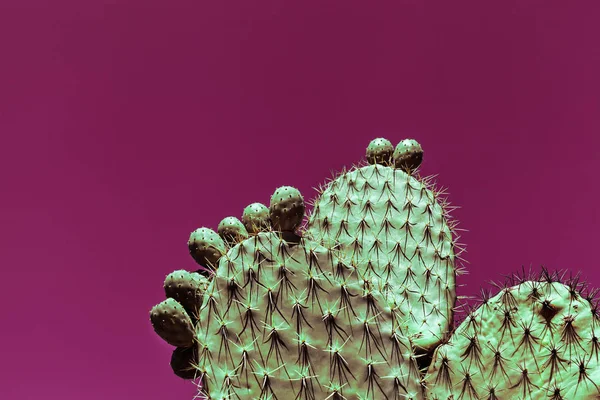 Neon green cactus plant against a pink background - Stock Image - Everypixel