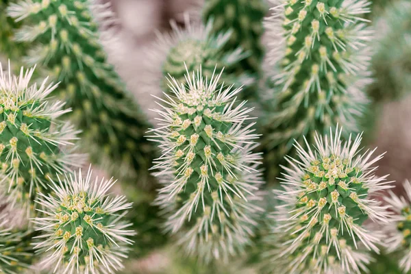 Натуральний зелений кактус фон і фон для дизайну, тропік — стокове фото