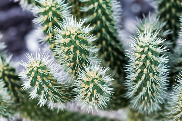 Листя рослини кактуса візерунок, природна текстура і фон — стокове фото