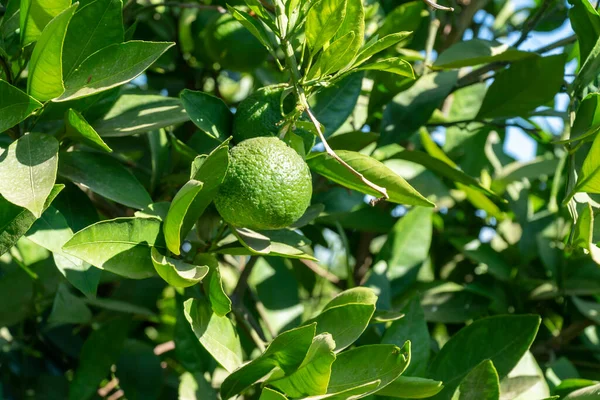 Landbouw Landbouw Concept Groene Rauwe Mandarijnen Aan Een Boom Met — Stockfoto