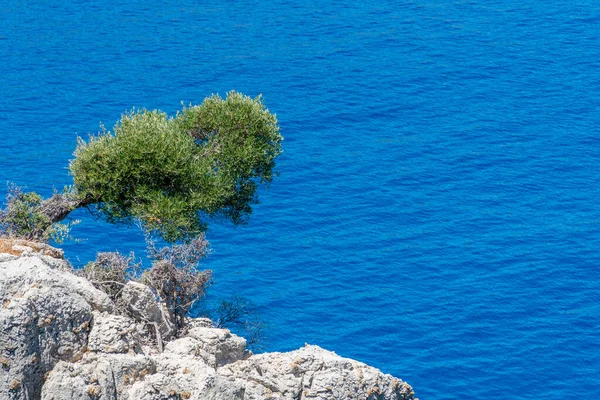 Ένα Δέντρο Τον Ήλιο Λάμπει Στο Φόντο Της Γαλάζιας Θάλασσας — Φωτογραφία Αρχείου