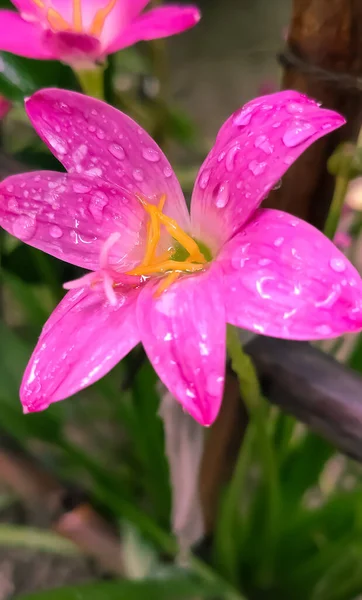 Primer Plano Imagen Macro Hermosa Flor Rosa — Foto de Stock