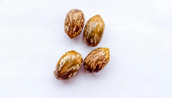 Caster tohumlarının stüdyo resmi