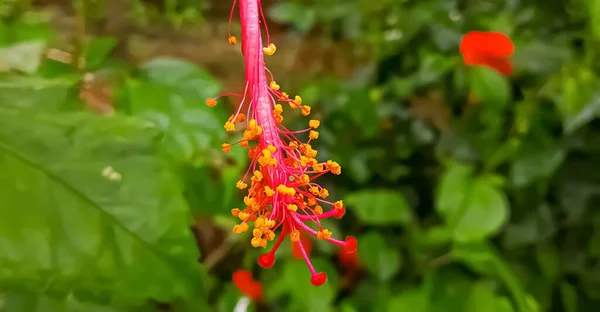 Hermosa Cabeza Flor Roja Jardín — Foto de Stock