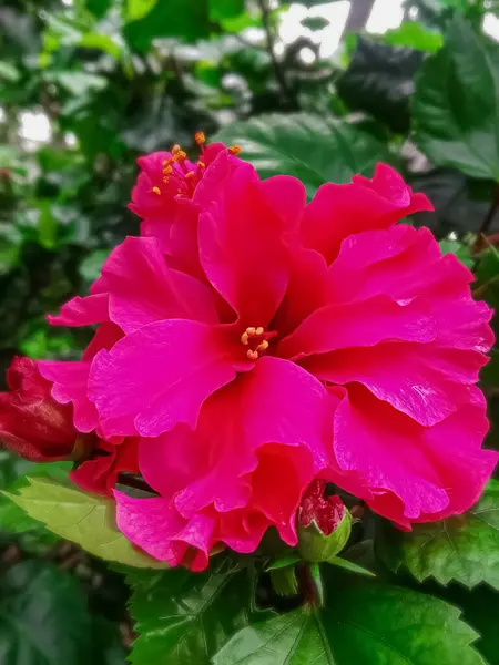 Güzel kırmızı çiçeğin yakın plan görüntüsü