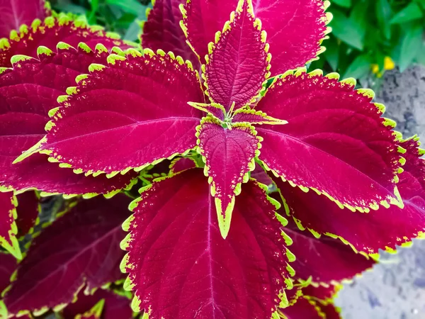 Bahçede güzel kırmızı bir yaprak