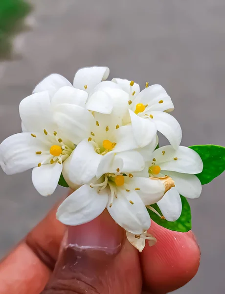 Güzel beyaz çiçekleri tutan