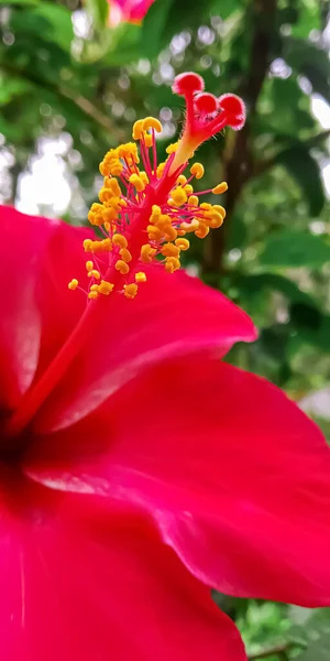 Piękny Czerwony Kwiat Głowa Ogrodzie — Zdjęcie stockowe
