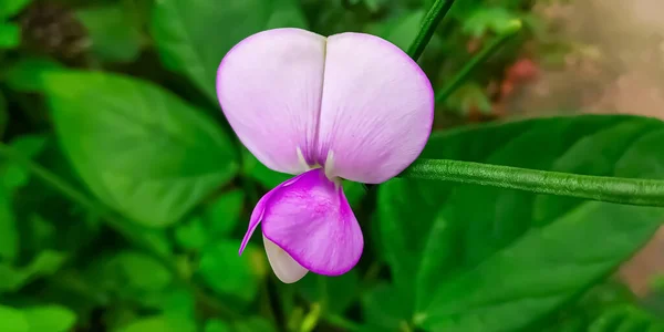 Yeşil arkaplanı olan güzel pembe lavlar.
