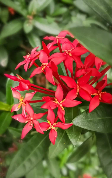 Flor Roja Con Fondo Verde — Foto de Stock