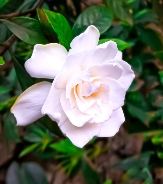 Yeşil arkaplanı olan güzel beyaz çiçeğin yakın plan görüntüsü