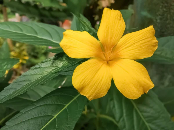 Zbliżenie Obraz Piękny Żółty Kwiat Zielonym Tle — Zdjęcie stockowe